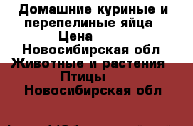 Домашние куриные и перепелиные яйца › Цена ­ 80 - Новосибирская обл. Животные и растения » Птицы   . Новосибирская обл.